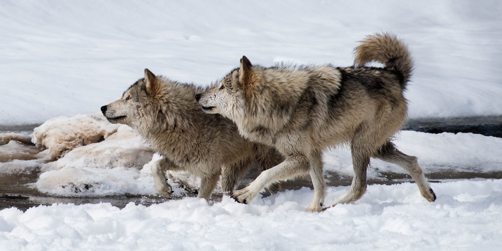 Two wolves run in a snowy environment.